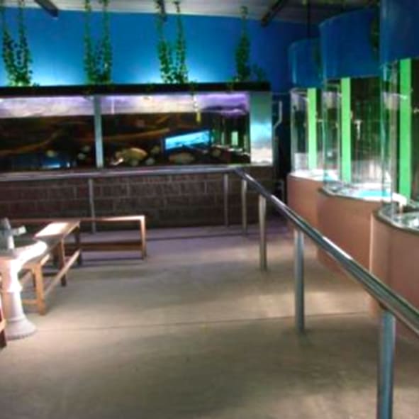 Visitar el Museo de Historia Natual, José Vilet Brullet – SAN LUIS POTOSÍ, MUSEOS